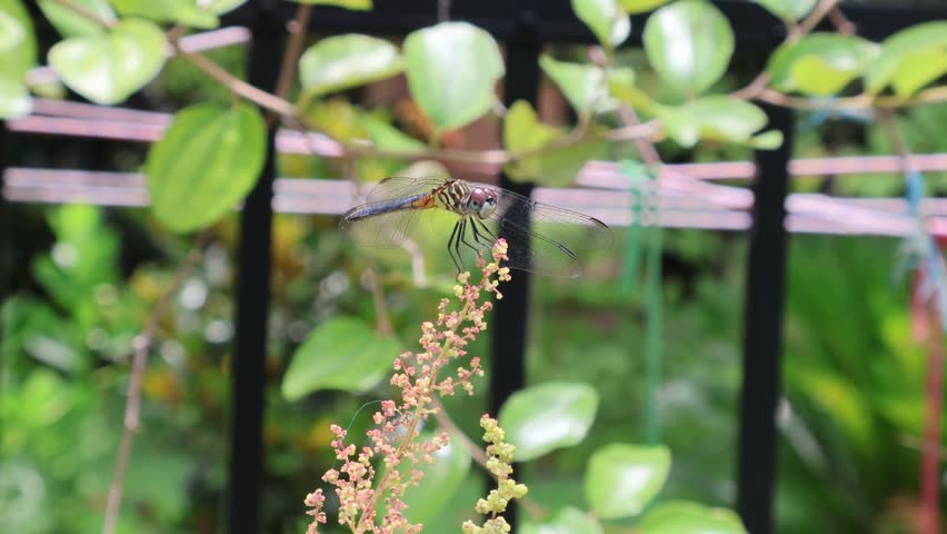 Part 2: A vibrant blue dasher dragonfly (Pachydiplax longipennis) rests gracefully on the flowering tip of a Tree Spinach plant (Chenopodium giganteum). Florida, June 14, 2025