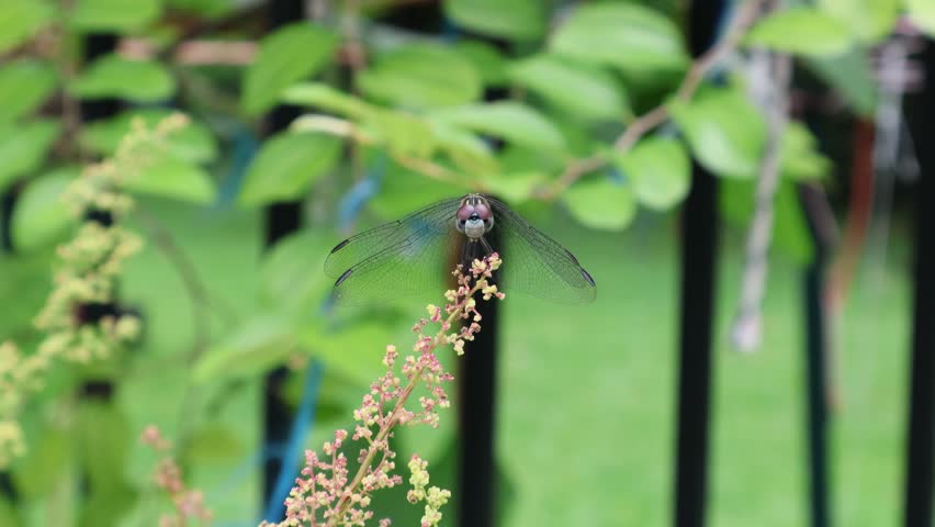 A Front View Macro of a Blue Dasher Dragonfly on the Tip of a Tree Spinach Bloom ((Chenopodium giganteum). Florida, June 14, 2025