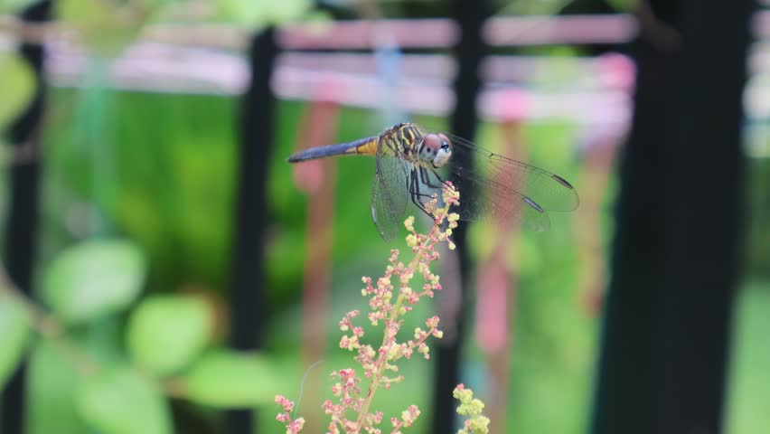 Flight and Perch: Dragonfly Dances with Chenopodium giganteum. Florida, June 14, 2025