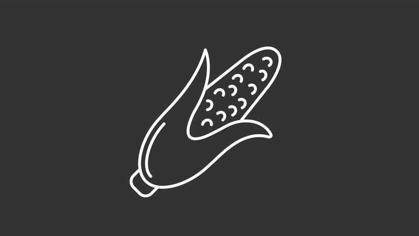 Animated corncob white line icon. Ripe corn with leaves animation. Cereal culture cultivation. Food production at farm. Agriculture. Isolated element on dark background. Alpha transparent video