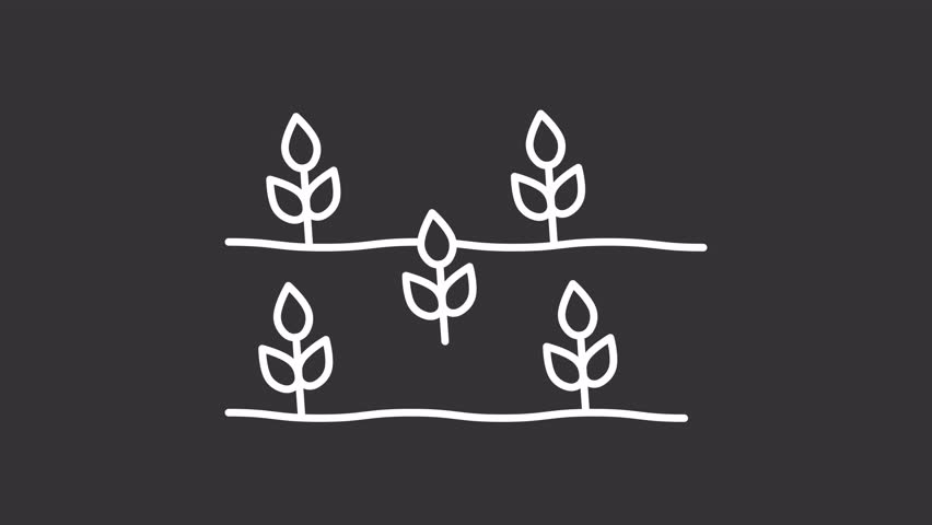Animated sprouts in field white line icon. Seedlings planting on farm plantation animation. Young plants in wind. Agriculture. Isolated element on dark background. Alpha transparent video