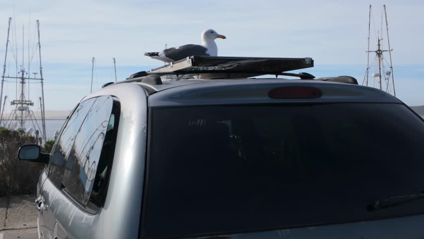 Gimbal wide booming up shot of a seagull perched on a car at a marina in Morro Bay, California. 4K