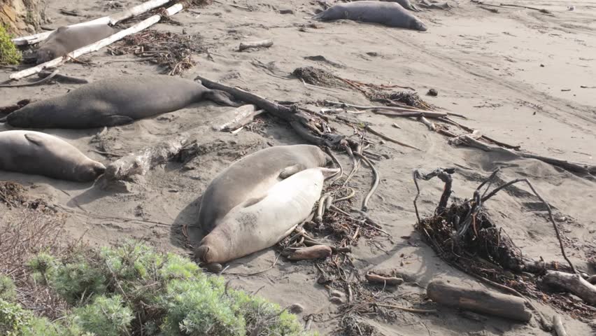 Gimbal close-up follow shot of elephant seal sleeping at their breeding grounds in Piedras Blancas Beach on the coast of California. 4K