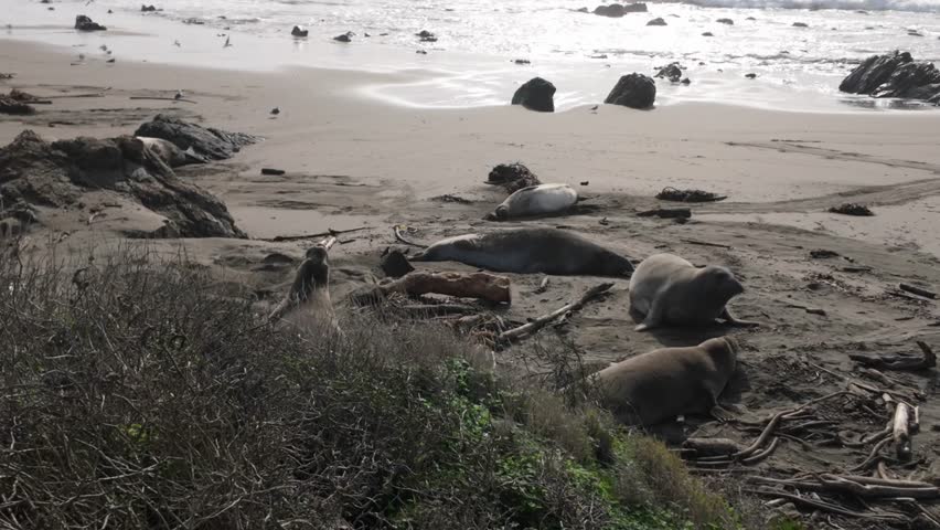 Gimbal wide panning shot of elephant seal bulls relaxing on the beach during breeding season at Piedras Blancas, California. 4K