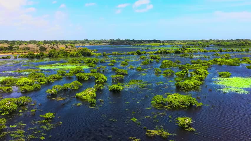 Vast Wetlands of the Pantanal, Brazil – Aerial View of Flooded Green Marshes