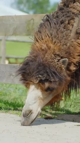 Bactrian camel bending down to eat on ground by wooden fence in animal zoo, vertical