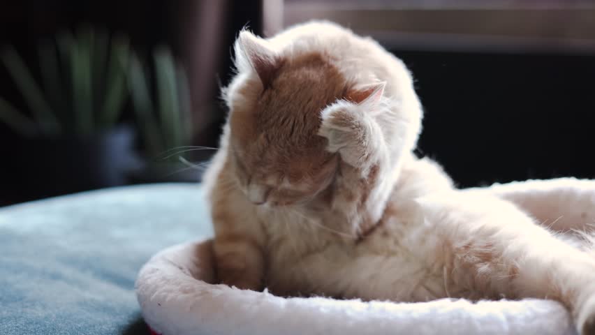 Ginger cat is washing his tongue. happy cat washes, licks his paw. cat is lying. pet is resting in the room.