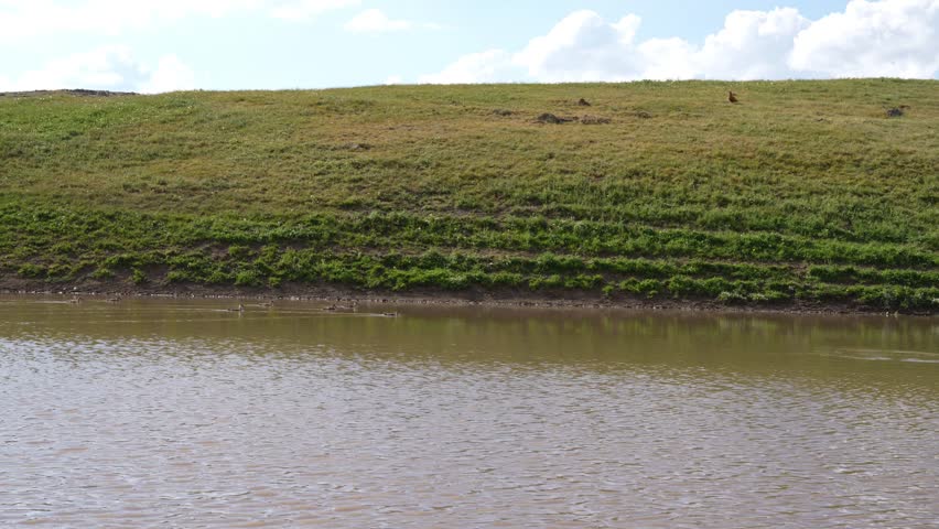 Prairie dogs darting across verdant grassland near water, revealing natural movement and wild habitat of black tailed prairie dog species in north american plains