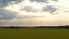 A golden rapeseed field stretches into the distance under a dramatic sky, where sun rays pierce through the clouds, creating beautiful crepuscular rays. - Powered by Shutterstock - Get 15% off with code: PIKWIZARD15