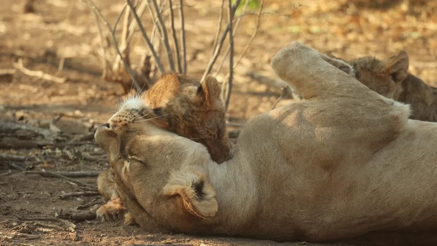A medium shot of a cute lion cub cuddling its mother's head while lying on the ground, Mashatu Game Reserve.