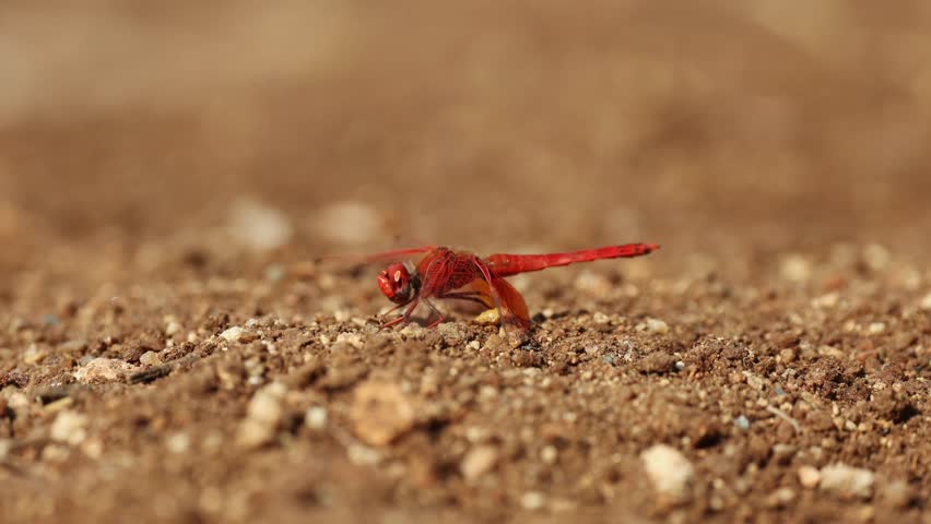 Macro shot of a red dragonfly (basker) sitting on the ground, Greater Kruger.