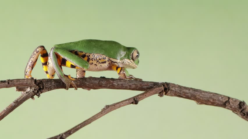Footage Phyllomedusa hypochondrialis climbing on branch, Northern orange-legged leaf frog or tiger-legged monkey frog closeup, Male tiger-legged monkey frog  