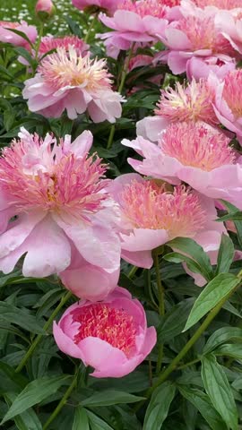 Pink peonies blooming in a garden with lush green leaves as a natural floral background video