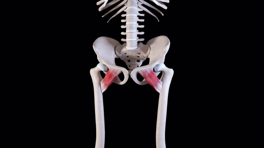 This 3d animation shows the movement of the pectineus muscle