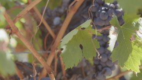 Clusters of ripe red grapes hang from vines in a sun-soaked vineyard during autumn season - Powered by Shutterstock - Get 15% off with code: PIKWIZARD15