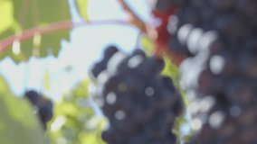 Clusters of ripe red grapes hang from vines in a sun-soaked vineyard during autumn season - Powered by Shutterstock - Get 15% off with code: PIKWIZARD15