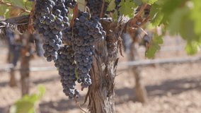 Clusters of ripe red grapes hang from vines in a sun-soaked vineyard during autumn season - Powered by Shutterstock - Get 15% off with code: PIKWIZARD15