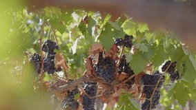 Clusters of ripe red grapes hang from vines in a sun-soaked vineyard during autumn season - Powered by Shutterstock - Get 15% off with code: PIKWIZARD15