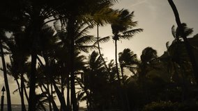 Palm silhouettes sway in warm evening light as sun sets behind lush tropical foliage - Powered by Shutterstock - Get 15% off with code: PIKWIZARD15