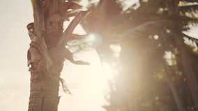 Sunlight shines through swaying palm leaves during golden hour in tropical Fiji setting - Powered by Shutterstock - Get 15% off with code: PIKWIZARD15