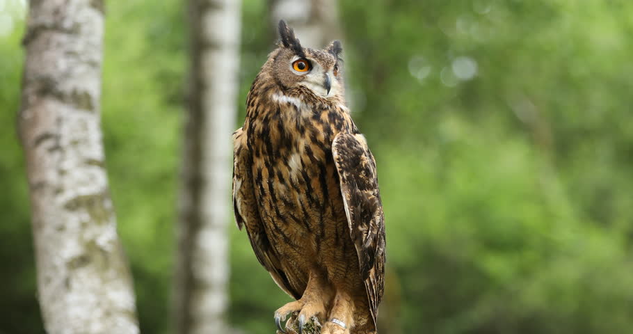 Owl in forest. Eurasian eagle owl, Bubo bubo, perched on rotten trunk in birch forest. Beautiful owl with orange eyes and tufts. Wildlife spring nature. Bird of prey in natural habitat.
