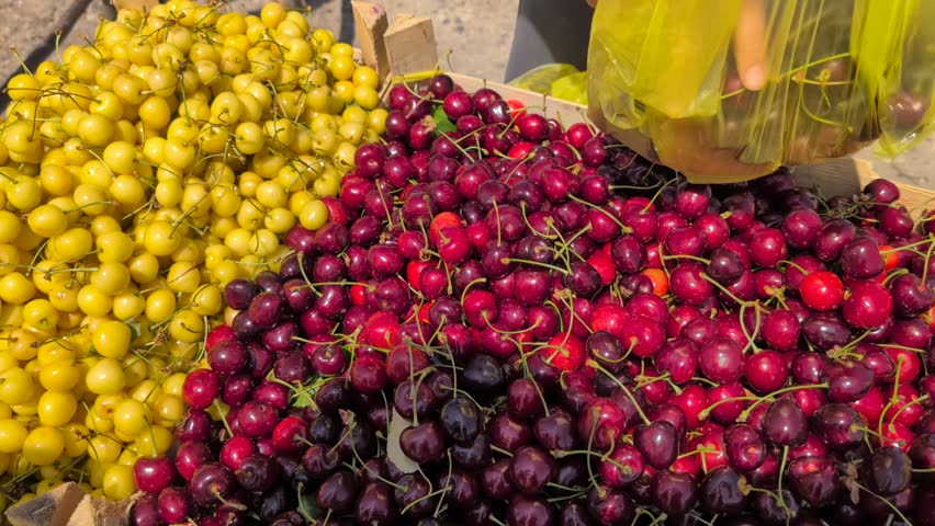 Come and discover the Freshly Harvested Yellow and Red Cherries available for sale today