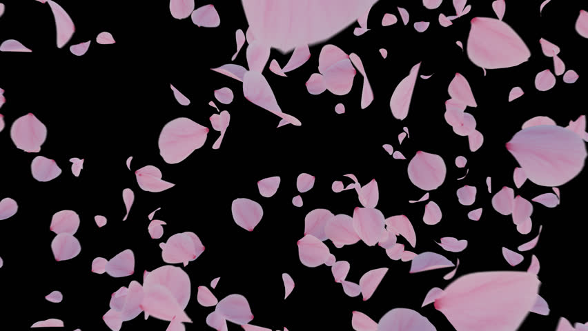 Cherry Blossom Pastels Alpha Explosion. 3D rendering. Dynamic cherry blossoms burst with vivid color on a transparent background, ready for layering.
