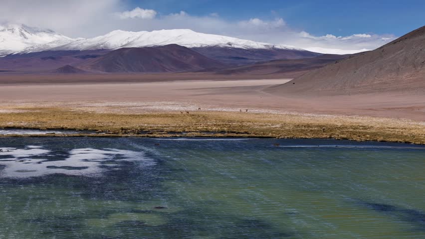 A serene wetland with patches of golden grass in Laguna Santa Rosa. The scene is set against snow-capped Andes mountains, with wildlife barely visible in the vast landscape