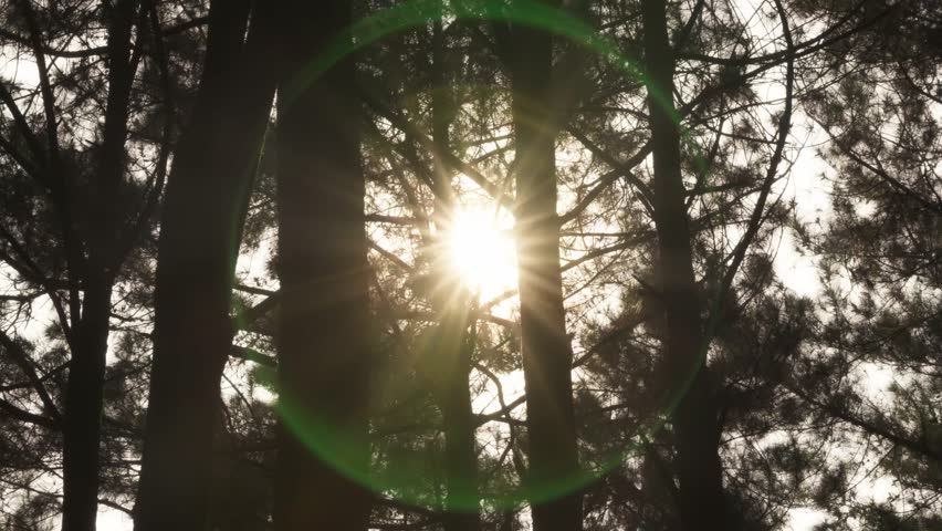 Sunlight shining through a pine tree in a forest, with visible lens flare