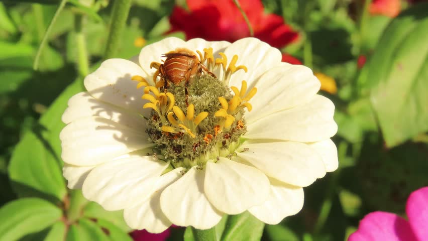 Video of a bee on a white flower. White zinnia flower with a bee.