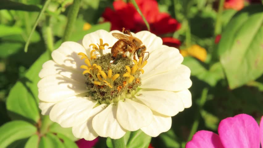 Video of a bee on a white flower. White zinnia flower with a bee.