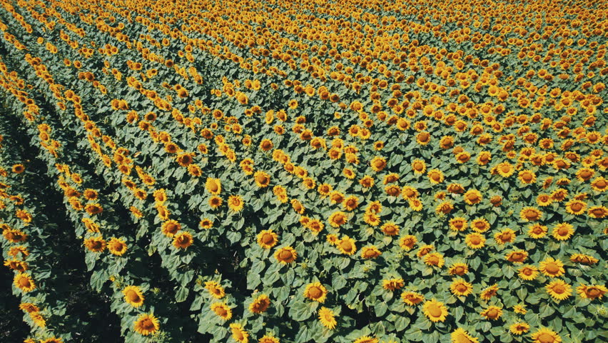 Aerial View of Sunflower Field with Rolling Hills and Blue Sky – 4K Drone Footage