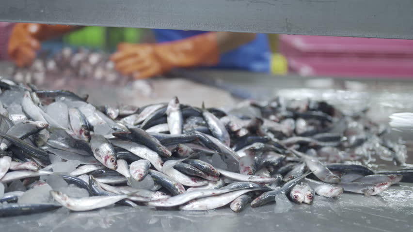 Factory workers sorting and placing fish into metal cans on a production line