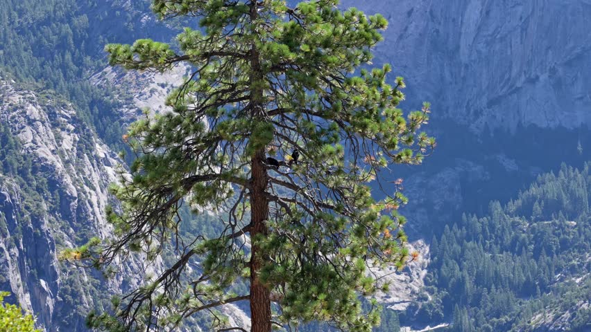 A pair of crows perched atop a pine tree with a scenic view of Yosemite Valley in the background. The moment highlights the connection between wildlife and the expansive natural beauty of Yosemite.