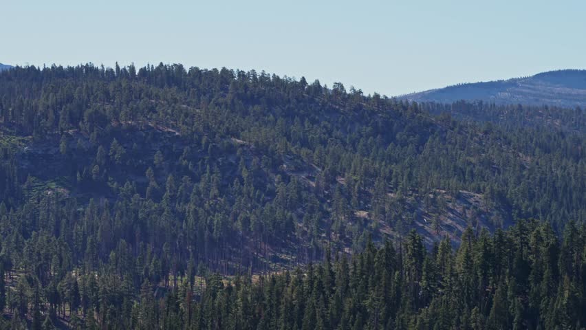 A slow zoom out from a dense cluster of pine trees in Yosemite National Park, highlighting the natural beauty and expansive forest landscape of the area.