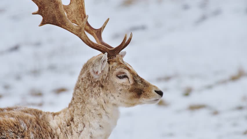 Tranquil winter morning scene with relaxed deer resting in soft snow and silence