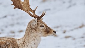 Tranquil winter morning scene with relaxed deer resting in soft snow and silence - Powered by Shutterstock - Get 15% off with code: PIKWIZARD15