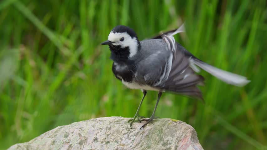 White wagtail (Motacilla alba) preening, bird hygiene on rock