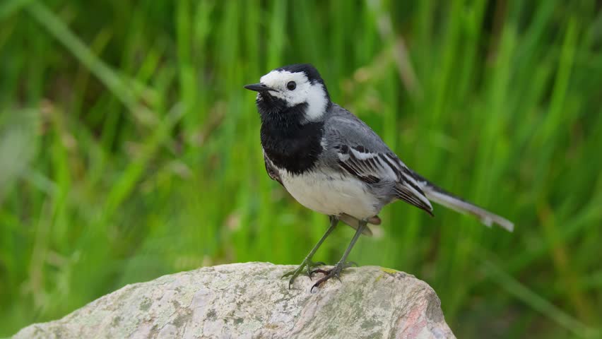 White wagtail (Motacilla alba) preening, bird hygiene on rock