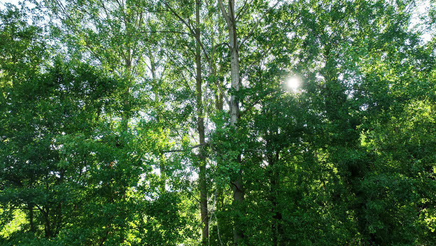 Sunshine Through the Forest Canopy: Calming ASMR Nature Scene with Lush Greenery.
