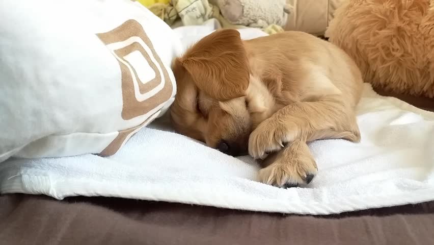 Small brown puppy is sleeping on a white pillow. The pillow is on a bed