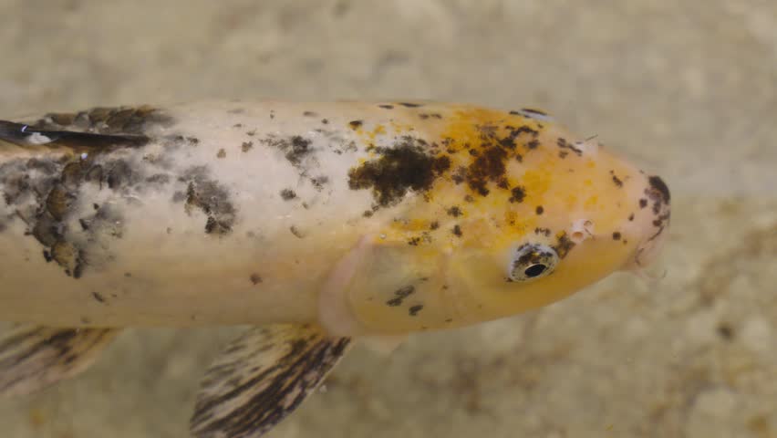 Detailed view of two koi fish, one orange and white and the other dark, swimming together in shallow water.