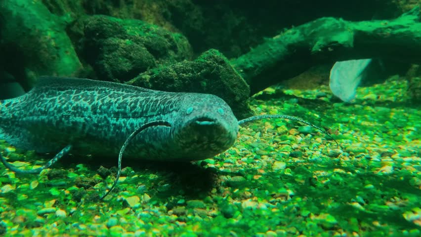 African Lungfish (Protopterus aethiopicus) in Africa