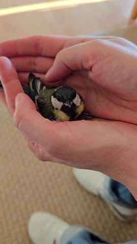 A Small Bird Rests Gently in Cupped Hands While Woman Petting Her With a Thumb