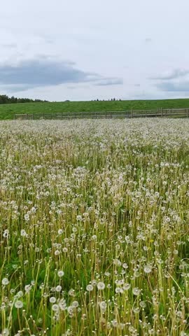 Dandelion Field in Bloom: White Seed Heads Against Green Grass