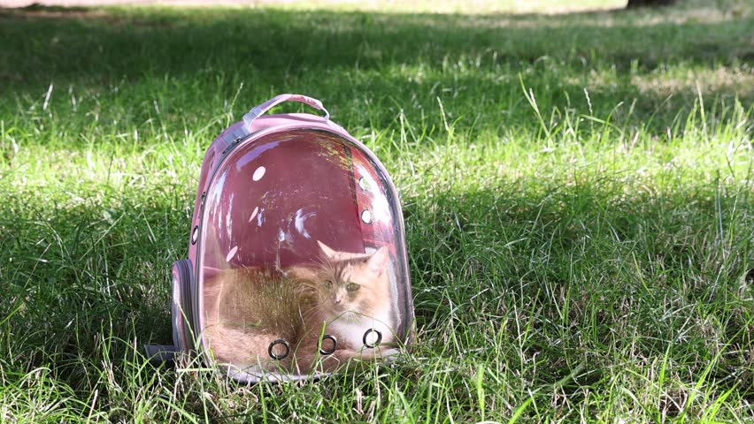 Cute cat in backpack carrier at park