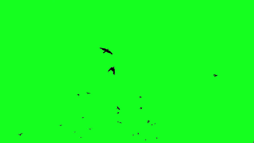 A flock of black birds flies from afar into the camera, a group of crows chroma key green screen. Silhouettes of Migrating Birds in motion far in the sky. For compositing VFX
