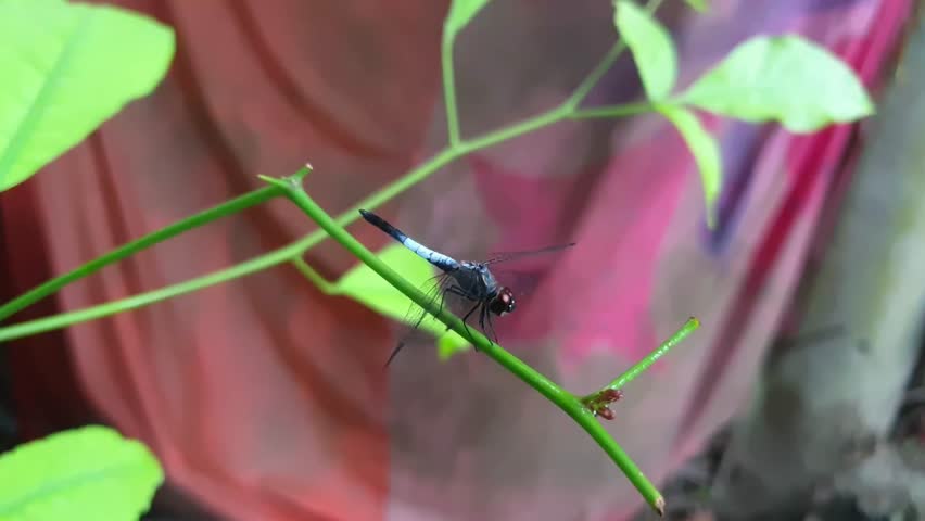 Macro video of a vibrant blue dragonfly resting on a green plant stem with a soft bokeh background. Ideal for nature, wildlife, insect behavior, and environmental documentary footage.
