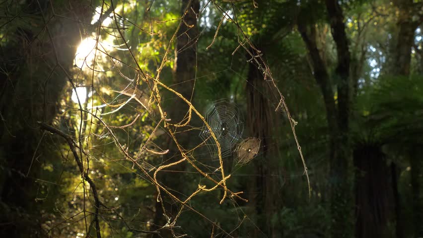 Golden sunlight filtering through spider webs in a serene temperate forest on New Zealand’s South Island, capturing the magic of nature.

