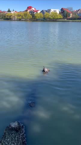 A red-eared slider turtle basking in the spring sun on a rock in shallow water. Peaceful lakeside scene.